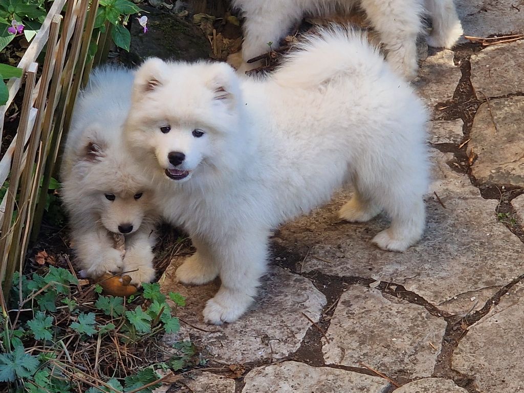 Chiot Samoyède de la Baronnie du Gévaudan