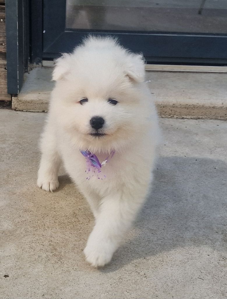 de la Baronnie du Gévaudan - Chiots disponibles - Samoyède