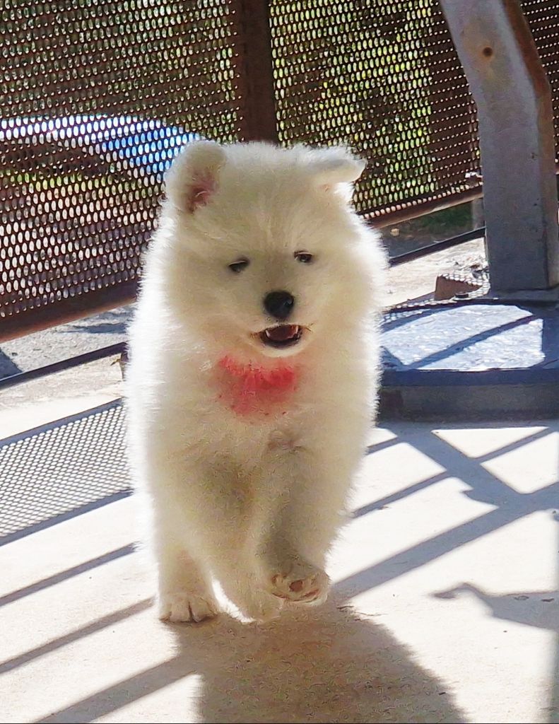 de la Baronnie du Gévaudan - Chiots disponibles - Samoyède