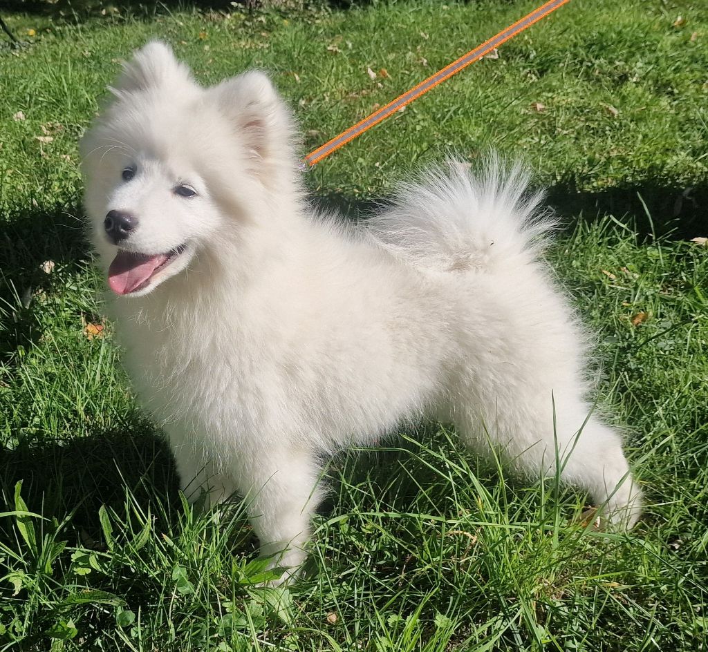 de la Baronnie du Gévaudan - Chiots disponibles - Samoyède