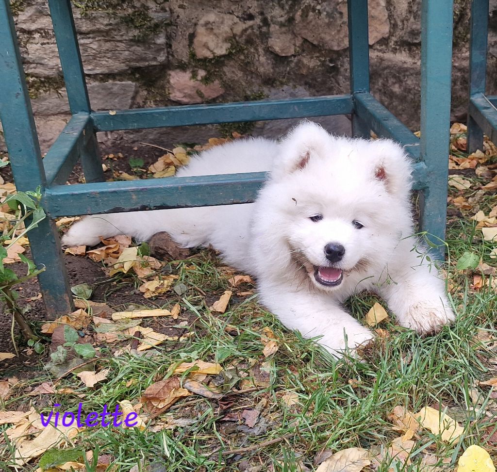 de la Baronnie du Gévaudan - Chiots disponibles - Samoyède
