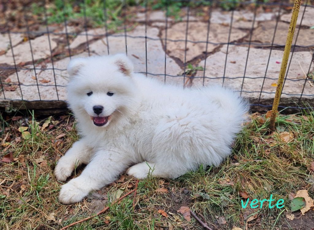 de la Baronnie du Gévaudan - Chiots disponibles - Samoyède