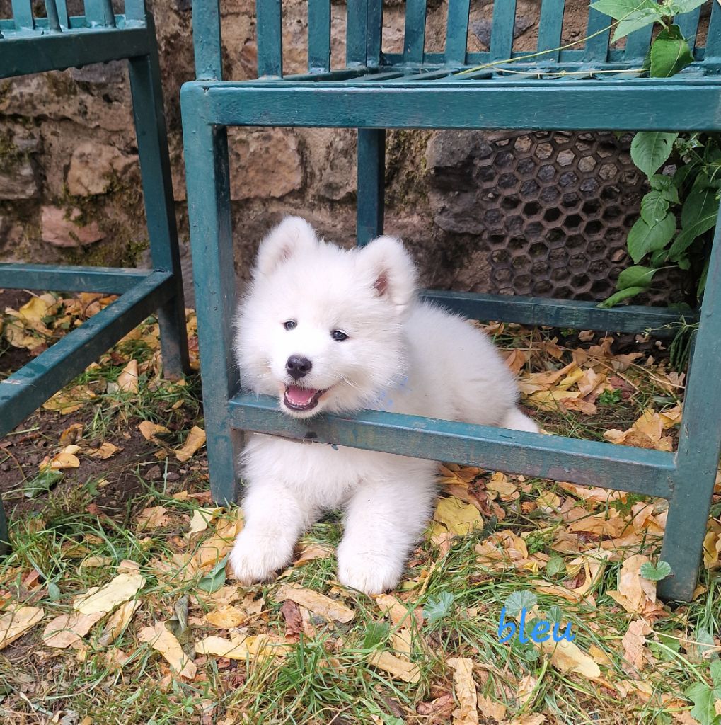 de la Baronnie du Gévaudan - Chiots disponibles - Samoyède