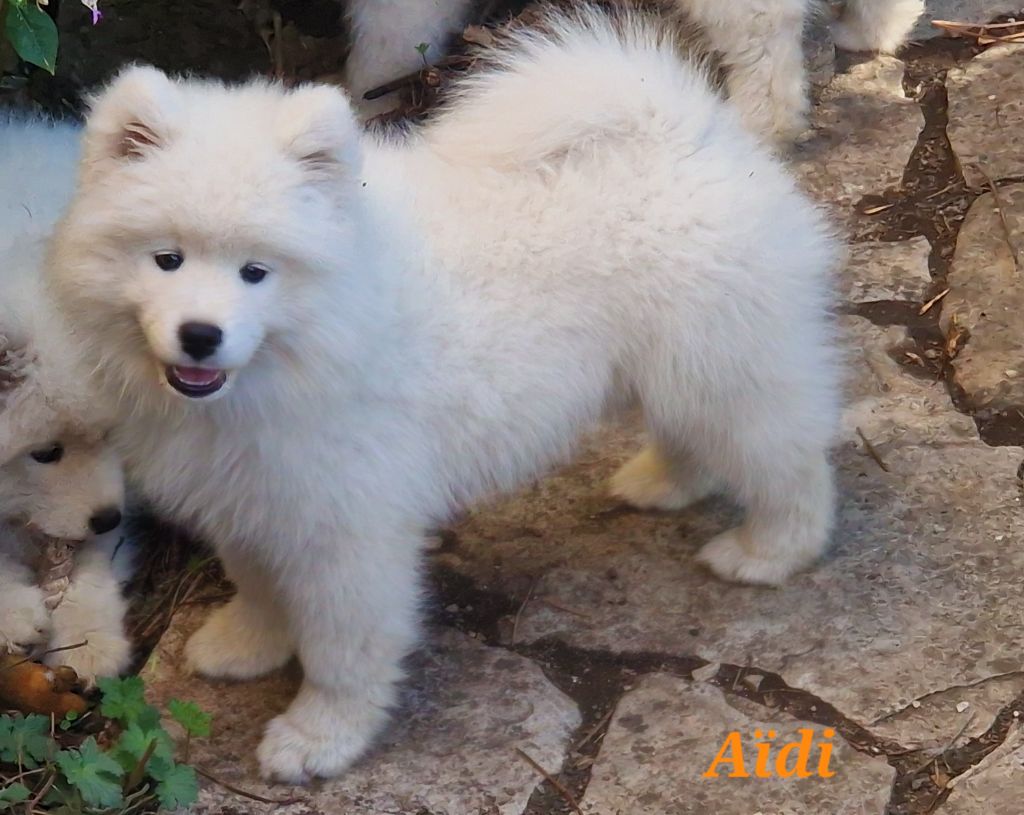de la Baronnie du Gévaudan - Chiots disponibles - Samoyède