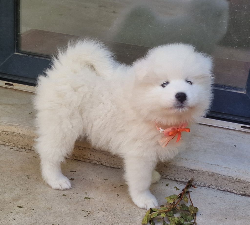 de la Baronnie du Gévaudan - Chiots disponibles - Samoyède
