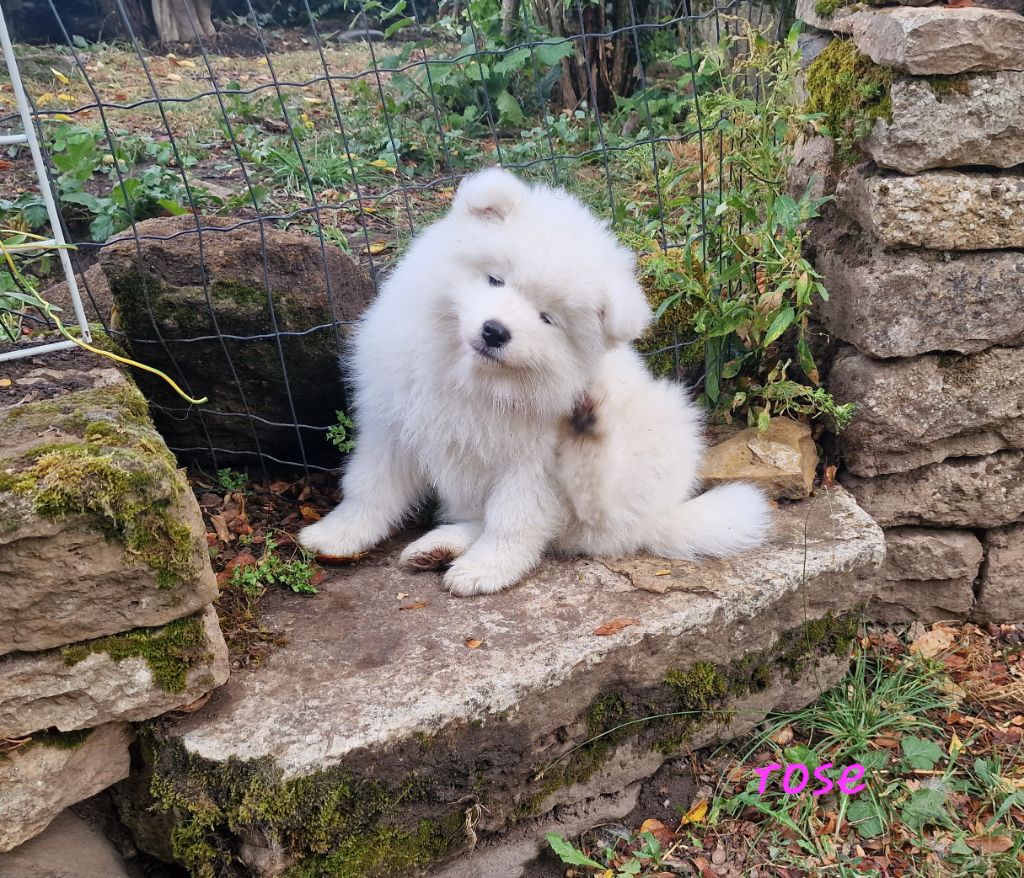de la Baronnie du Gévaudan - Chiots disponibles - Samoyède