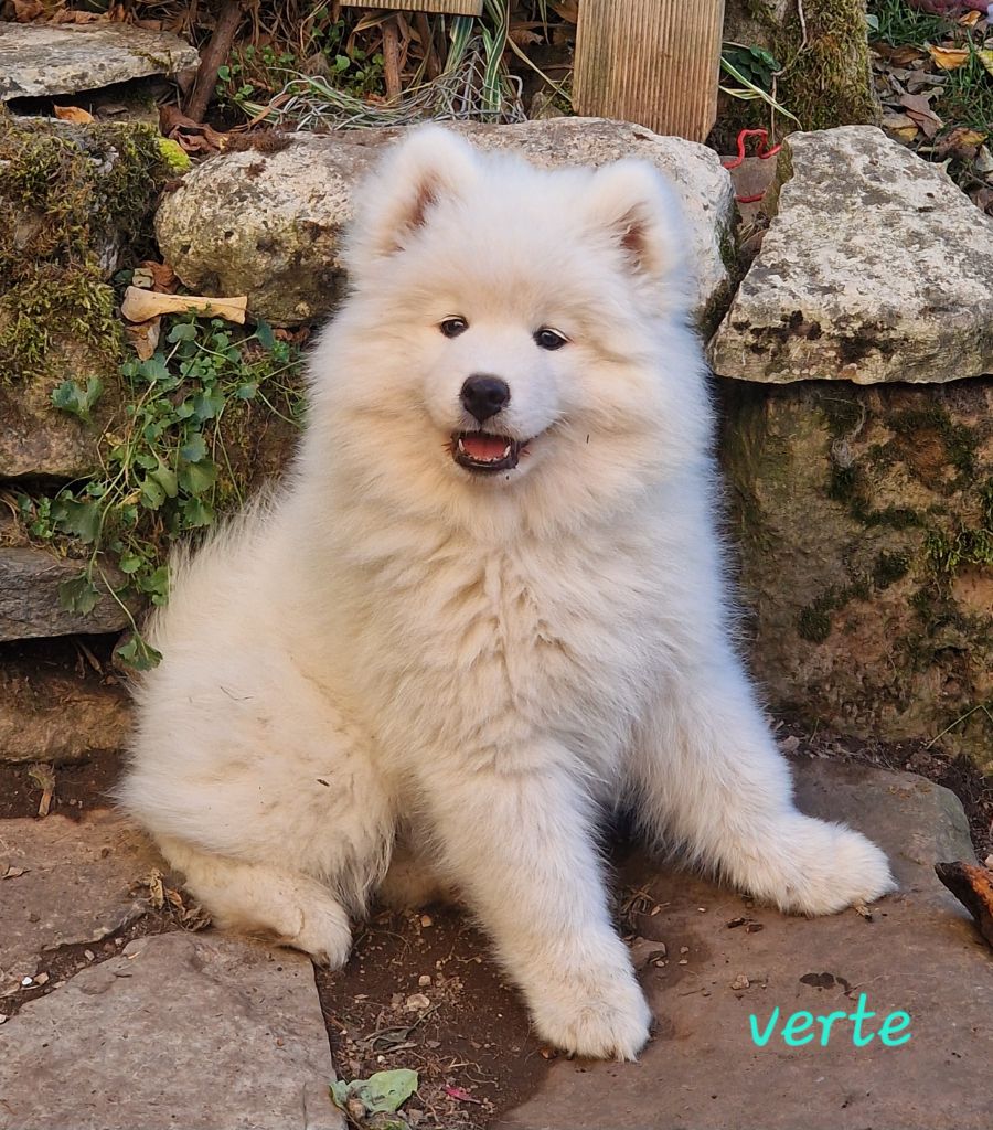 de la Baronnie du Gévaudan - Chiots disponibles - Samoyède