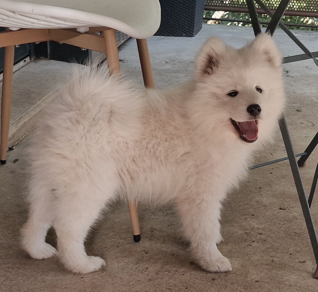de la Baronnie du Gévaudan - Chiots disponibles - Samoyède